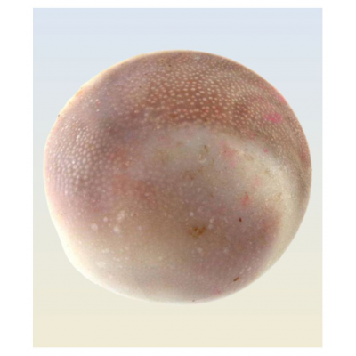 Ever Forever Very Rare Natural Big Size Gomati Chakra 3-4 Cm Approx - 1 Piece