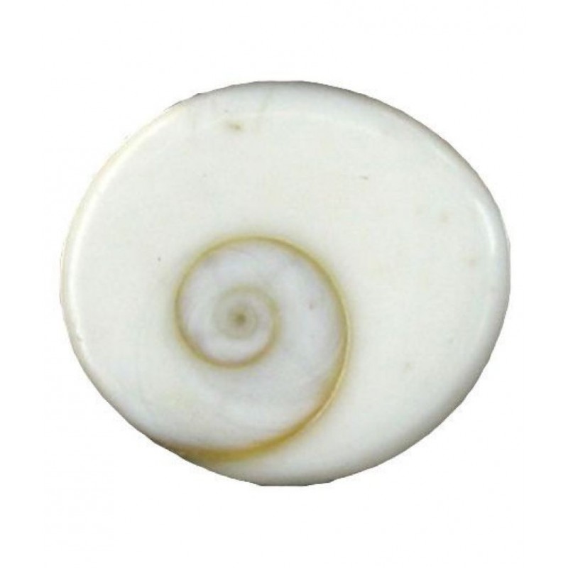Ever Forever Very Rare Natural Big Size Gomati Chakra 3-4 Cm Approx - 1 Piece
