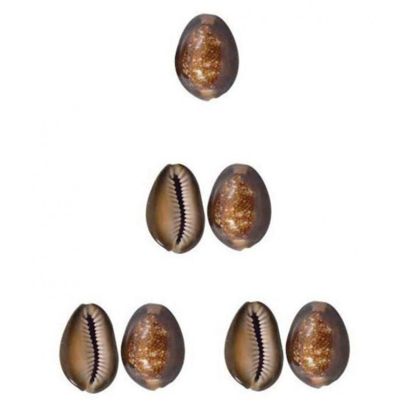Ever Forever Very Rare Natural Brown Cowrie/Bhuri Kaudi Set of 7 Pcs