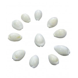 Ever Forever White (Safed) Natural Cowrie / Koudi Shells- 11 PCS Ever Forever White (Safed) Natural Cowrie / Koudi Shells- 11 PCS