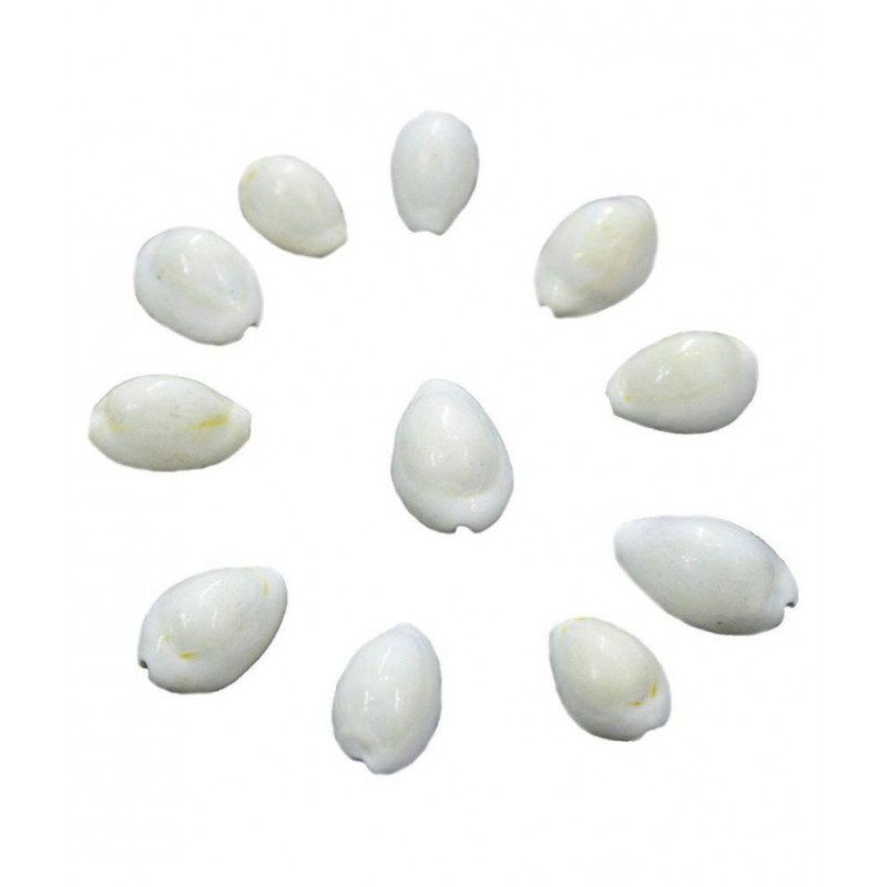 Ever Forever White (Safed) Natural Cowrie / Koudi Shells- 11 PCS