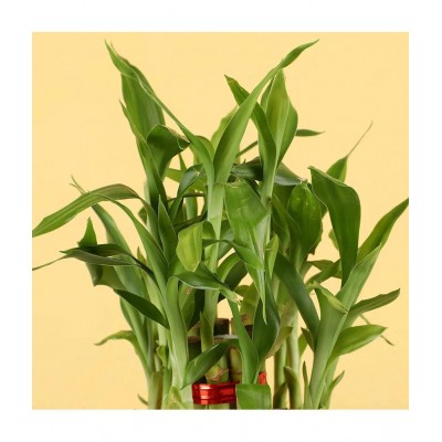 Gabbro Two Layer Bamboo Plant Red Shrubs Plastic - Pack of 1