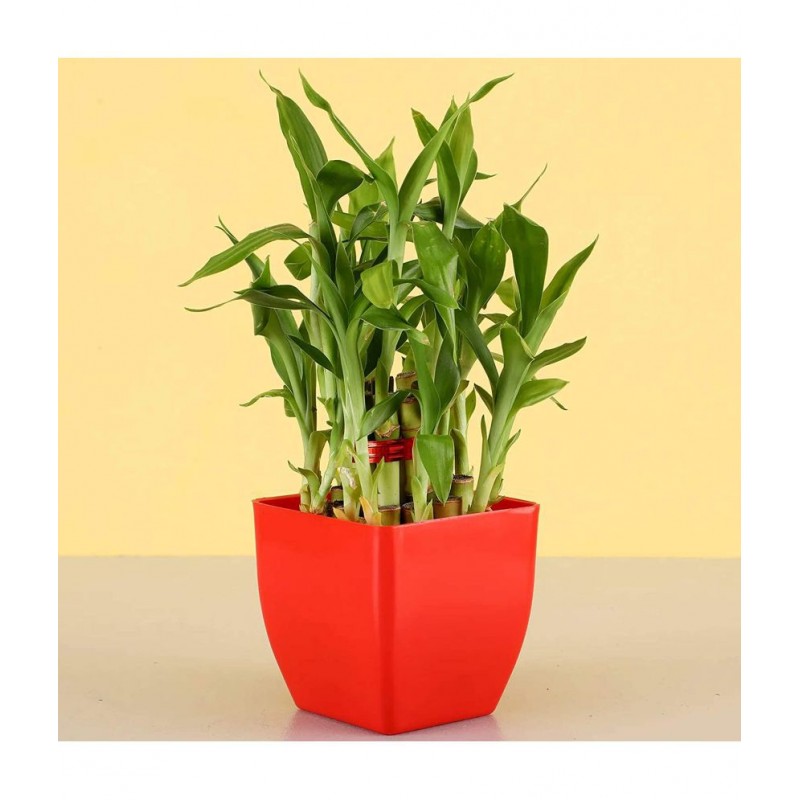 Gabbro Two Layer Bamboo Plant Red Shrubs Plastic - Pack of 1