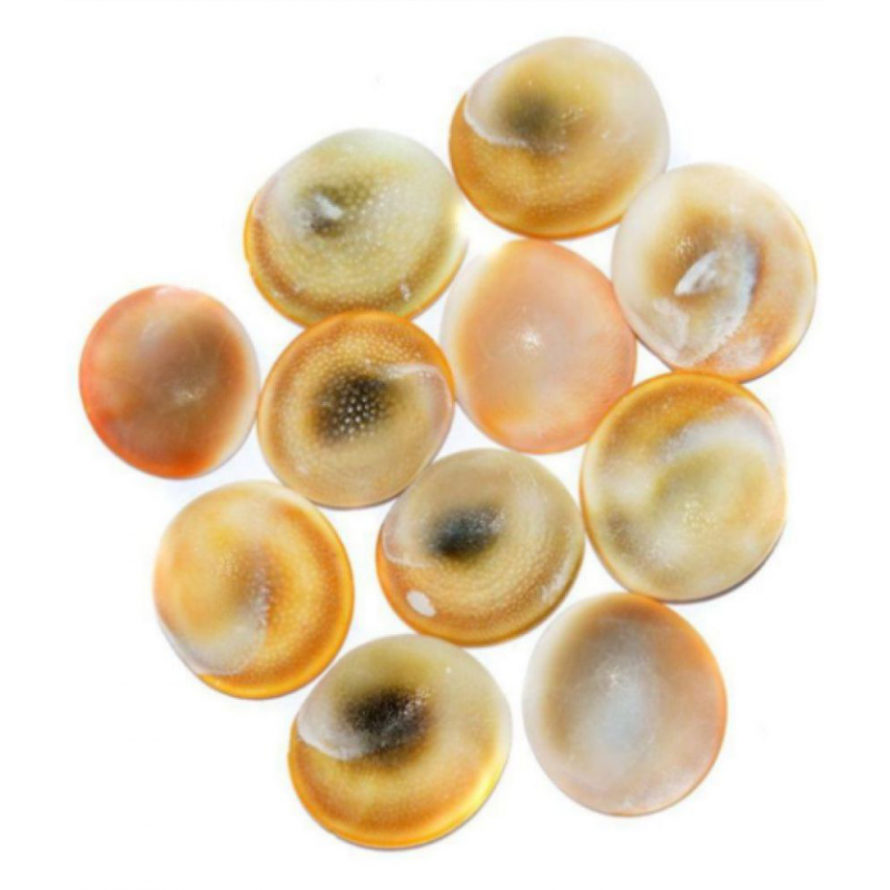Gomti Chakra