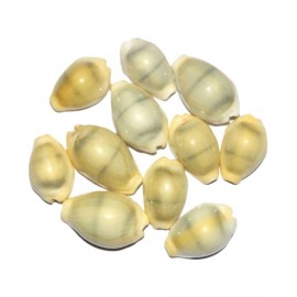 Gupta Rudraksh Collection Beige Laxmi Kaudi Conch - 10 Piece