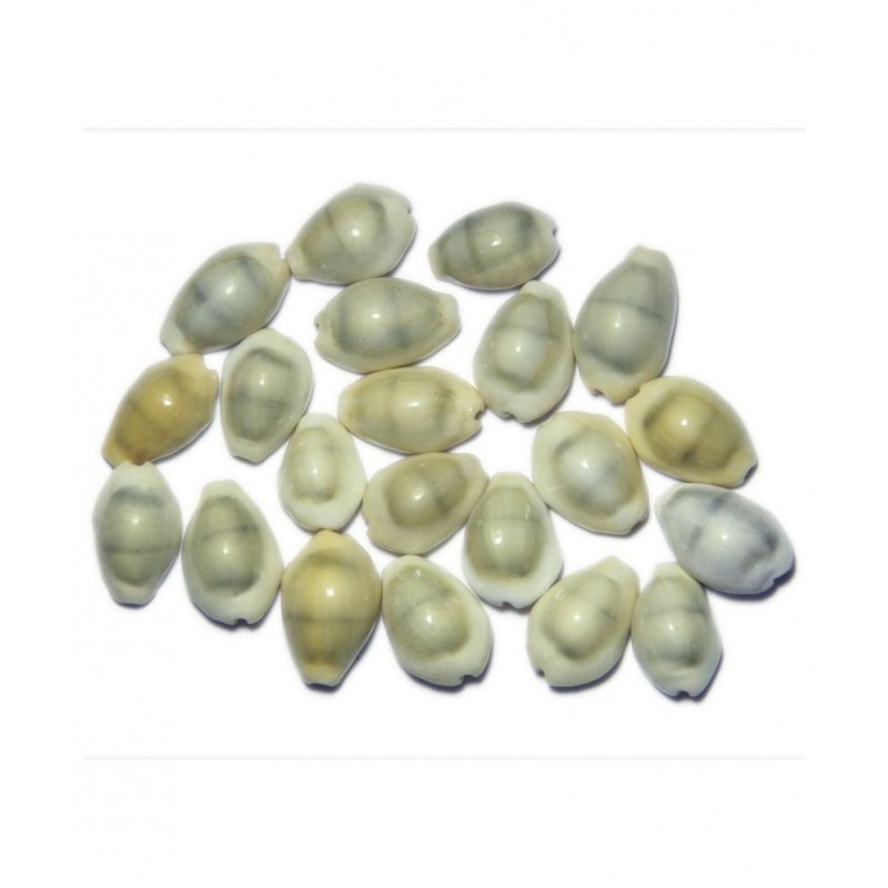 HISTORICAL INDIA  SHAKTHI OHM – LAXMI KAUDI CONCH  - ENERGISED SACRED SHANKH 21 PCS