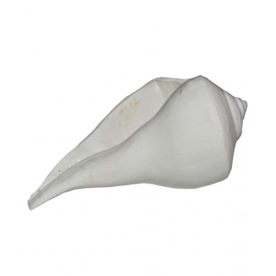 Haridwar Astro White Dakshinvarti Shankh 2-3 inch Haridwar Astro White Dakshinvarti Shankh 2-3 inch