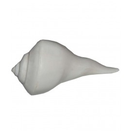 Haridwar Astro White Dakshinvarti Shankh 2-3 inch Haridwar Astro White Dakshinvarti Shankh 2-3 inch