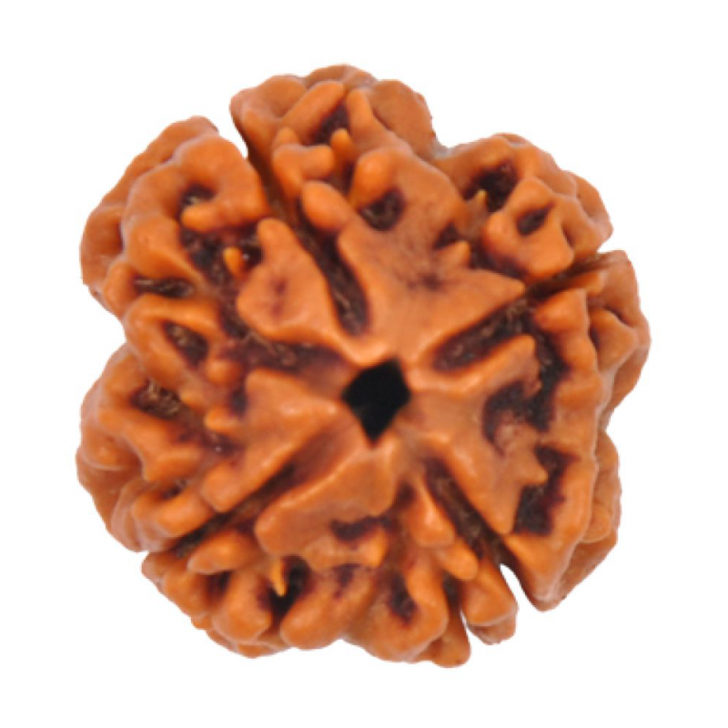 Himalaya Rudraksha kendra Natural  4 Mukhi Nepal Rudraksha 18 mm 4