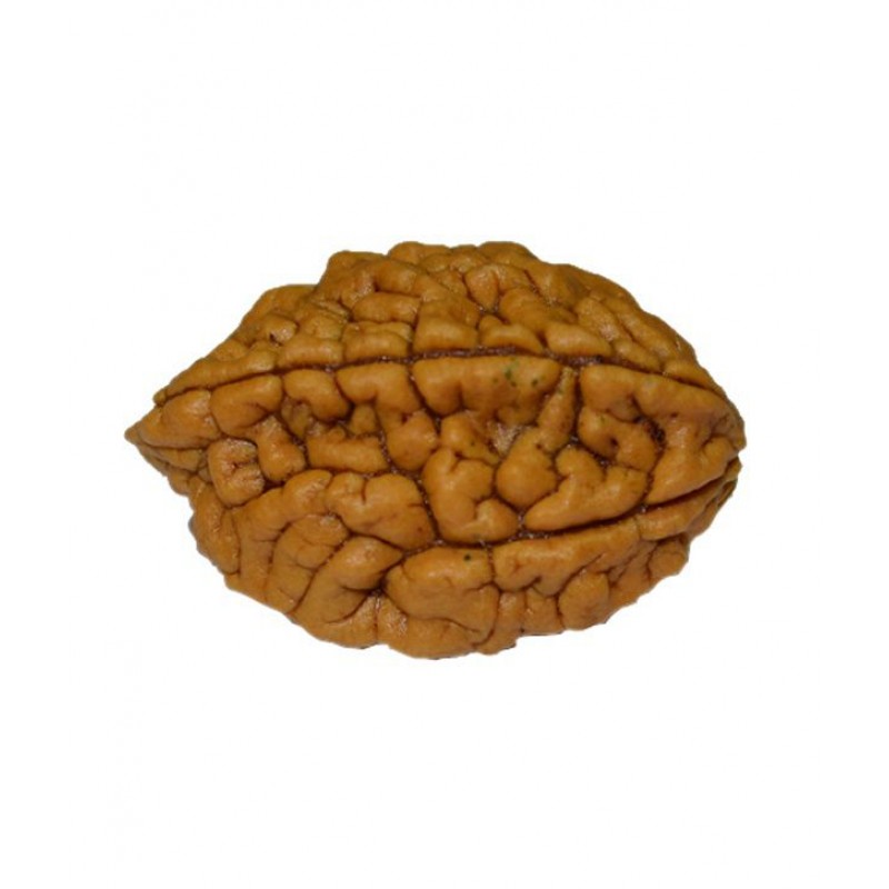 Kriti Creations Feng Shui 2 Mukhi Rudraksha