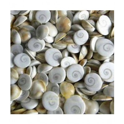 Kriwin 21 pcs Original Gomti / Gomati Chakra