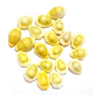Kriwin Natural Yellow ( Peeli ) Kawdi / Kaudi / Kowdi / Cowrie / Koudi Shells- 21 PCS ( Laxmi and Diwali pooja Article )