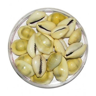 Kriwin Natural Yellow ( Peeli ) Kawdi / Kaudi / Kowdi / Cowrie / Koudi Shells- 21 PCS ( Laxmi and Diwali pooja Article )