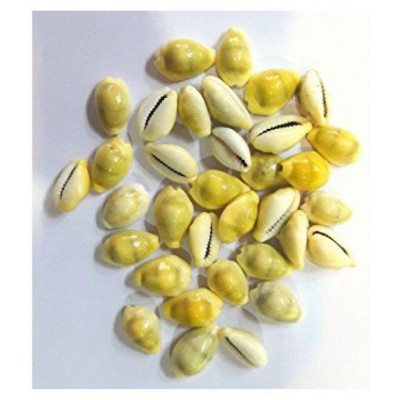 Kriwin Natural Yellow ( Peeli ) Kawdi / Kaudi / Kowdi / Cowrie / Koudi Shells- 21 PCS ( Laxmi and Diwali pooja Article )