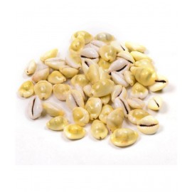 Kriwin Natural Yellow ( Peeli ) Kawdi / Kaudi / Kowdi / Cowrie / Koudi Shells- 21 PCS ( Laxmi and Diwali pooja Article ) Kriwin Natural Yellow ( Peeli ) Kawdi / Kaudi / Kowdi / Cowrie / Koudi Shells- 21 PCS ( Laxmi and Diwali pooja Article )