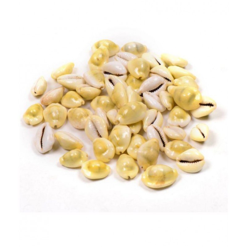 Kriwin Natural Yellow ( Peeli ) Kawdi / Kaudi / Kowdi / Cowrie / Koudi Shells- 21 PCS ( Laxmi and Diwali pooja Article )