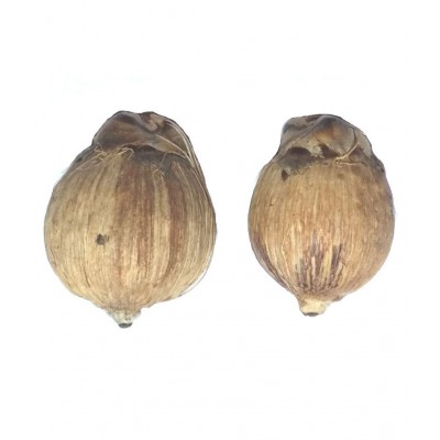 LAGHU NARIYAL SRI PHAL 21 PCS