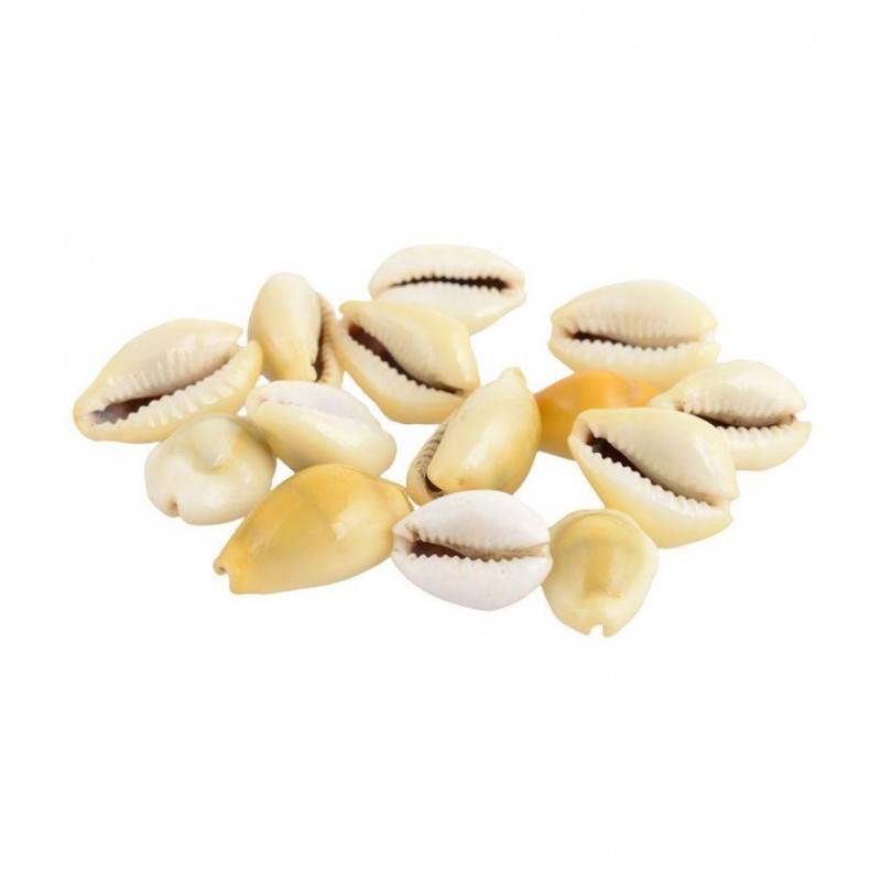 Laxmi Kaudi Shankh-21 Pieces