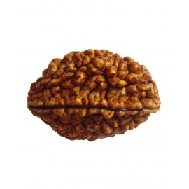Lucknow Pujan Store Rudrash 2 Mukhi Lucknow Pujan Store Rudrash 2 Mukhi