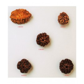 MANSRI TRADES 2 TO 6 MUKHI RUDRAKSHA BEADS 100% ORIGINAL RUDRAKSH PACK OF 5 MANSRI TRADES 2 TO 6 MUKHI RUDRAKSHA BEADS 100% ORIGINAL RUDRAKSH PACK OF 5