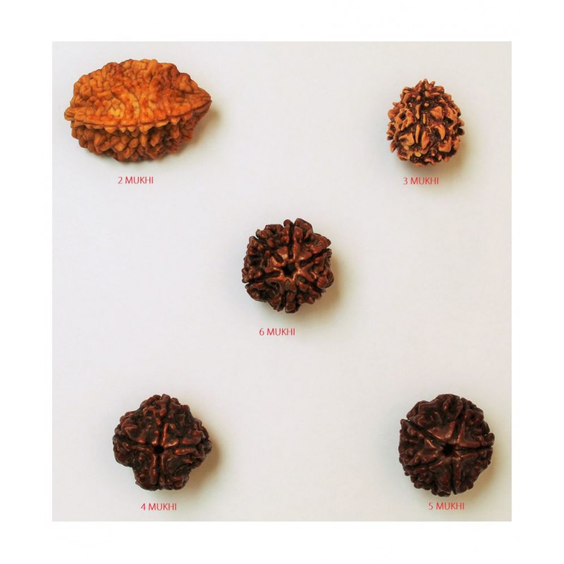MANSRI TRADES 2 TO 6 MUKHI RUDRAKSHA BEADS 100% ORIGINAL RUDRAKSH PACK OF 5 MANSRI TRADES 2 TO 6 MUKHI RUDRAKSHA BEADS 100% ORIGINAL RUDRAKSH PACK OF 5