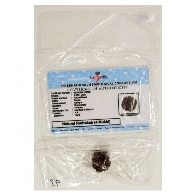 MANSRI TRADES 4 MUKHI RUDRAKSHA NATURAL ORIGINAL WITH LAB CERTIFICATE-FOUR FACE RUDRAKSH-CHAAR MUKHI RUDRAKSHA