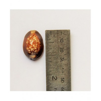 MANSRI TRADES BIG LARGE KAUDI/COWRIE/KODI/CONCH SHELL/KOWDI/KAURI ORIGINAL  SET OF 2 PIECES