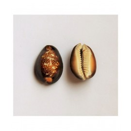 MANSRI TRADES BIG LARGE KAUDI/COWRIE/KODI/CONCH SHELL/KOWDI/KAURI ORIGINAL  SET OF 2 PIECES MANSRI TRADES BIG LARGE KAUDI/COWRIE/KODI/CONCH SHELL/KOWDI/KAURI ORIGINAL  SET OF 2 PIECES