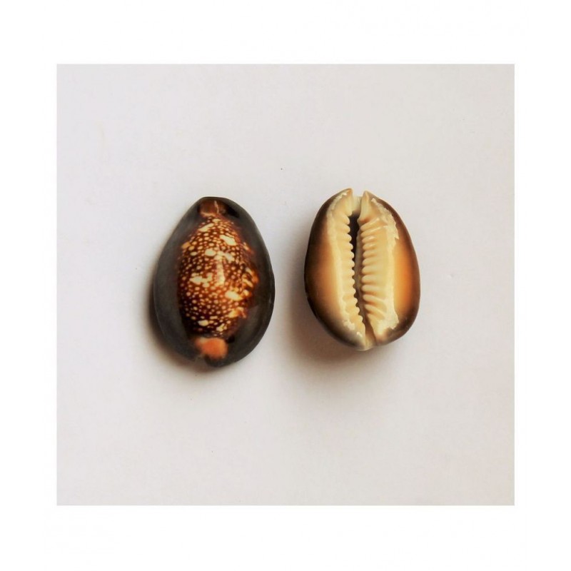 MANSRI TRADES BIG LARGE KAUDI/COWRIE/KODI/CONCH SHELL/KOWDI/KAURI ORIGINAL  SET OF 2 PIECES