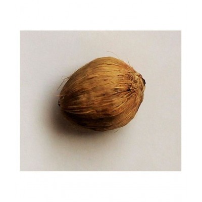 MANSRI TRADES LAGHU NARIYAL/ MINI SMALL COCONUT/ SHREEPHAL/ SHRIFAL SET OF 5 PIECES