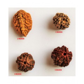 MANSRI TRADES RUDRAKSHA BEADS (2 TO 5 MUKHI ) 100% ORIGINAL RUDRAKSH PACK OF 4 MANSRI TRADES RUDRAKSHA BEADS (2 TO 5 MUKHI ) 100% ORIGINAL RUDRAKSH PACK OF 4
