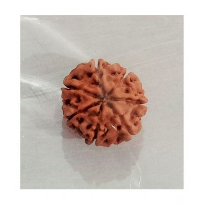 MANSRI TRADES SEVEN MUKHI RUDRAKSHA ORIGINAL WITH LAB CERTIFICATE-7 FACED RUDRAKSH-SAAT MUKHI-7 MUKHI RUDRAKSHA MANSRI TRADES SEVEN MUKHI RUDRAKSHA ORIGINAL WITH LAB CERTIFICATE-7 FACED RUDRAKSH-SAAT MUKHI-7 MUKHI RUDRAKSHA