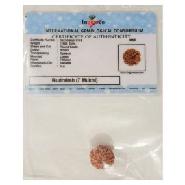 MANSRI TRADES SEVEN MUKHI RUDRAKSHA ORIGINAL WITH LAB CERTIFICATE-7 FACED RUDRAKSH-SAAT MUKHI-7 MUKHI RUDRAKSHA MANSRI TRADES SEVEN MUKHI RUDRAKSHA ORIGINAL WITH LAB CERTIFICATE-7 FACED RUDRAKSH-SAAT MUKHI-7 MUKHI RUDRAKSHA