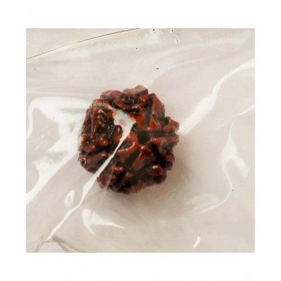 MANSRI TRADES SIX MUKHI NATURAL RUDRAKSHA ORIGINAL WITH LAB CERTIFICATE- 6 FACE RUDRAKSH- CHHEH MUKHI RUDRAKSHA MANSRI TRADES SIX MUKHI NATURAL RUDRAKSHA ORIGINAL WITH LAB CERTIFICATE- 6 FACE RUDRAKSH- CHHEH MUKHI RUDRAKSHA