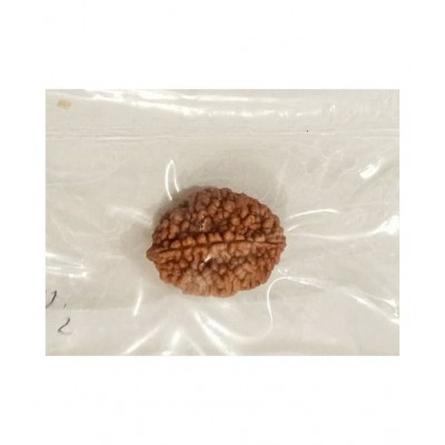 MANSRI TRADES TWO MUKHI NATURAL RUDRAKSHA ORIGINAL WITH LAB CERTIFICATE-2 FACED RUDRAKSH- DO MUKHI RUDRAKSHA