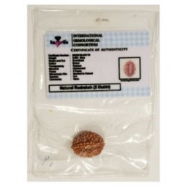 MANSRI TRADES TWO MUKHI NATURAL RUDRAKSHA ORIGINAL WITH LAB CERTIFICATE-2 FACED RUDRAKSH- DO MUKHI RUDRAKSHA MANSRI TRADES TWO MUKHI NATURAL RUDRAKSHA ORIGINAL WITH LAB CERTIFICATE-2 FACED RUDRAKSH- DO MUKHI RUDRAKSHA