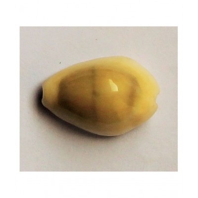 MANSRI TRADES YELLOW KAUDI PEELI COWRIE LAKSHMI GAVVALU KOWDI/KAWDI SET OF 5 PIECES MANSRI TRADES YELLOW KAUDI PEELI COWRIE LAKSHMI GAVVALU KOWDI/KAWDI SET OF 5 PIECES