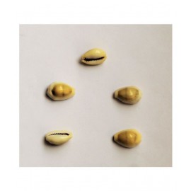 MANSRI TRADES YELLOW KAUDI PEELI COWRIE LAKSHMI GAVVALU KOWDI/KAWDI SET OF 5 PIECES MANSRI TRADES YELLOW KAUDI PEELI COWRIE LAKSHMI GAVVALU KOWDI/KAWDI SET OF 5 PIECES