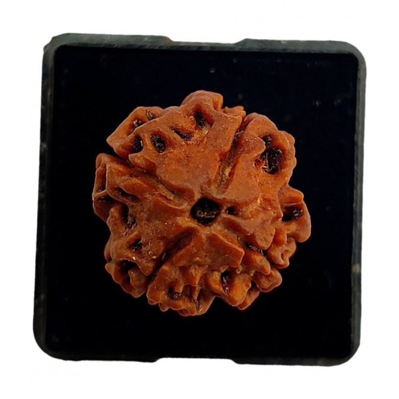 M.K.EXPORT 4 Mukhi Rudraksha Single Bead Lab Certified Natural 4 Mukhi Nepali Rudraksha (Brown)
