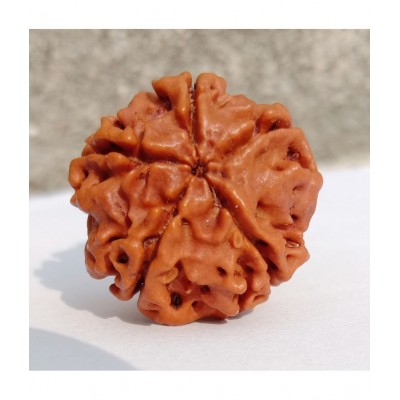 M.K.EXPORT 5 Mukhi Brown Rudraksha Lab Certified 100%Original Bead Nepal Originated  15-22 mm Bead Size Wood