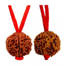 M.K.EXPORT 5 Mukhi Brown Rudraksha Lab Certified 100%Original Bead Nepal Originated  15-22 mm Bead Size Wood