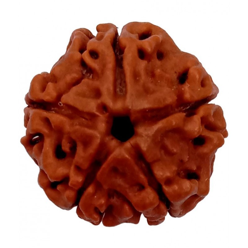 M.K.EXPORT Certified orginel 5 mukhi Nepali rudraksha 5 face natural rudraksha beads for man and women