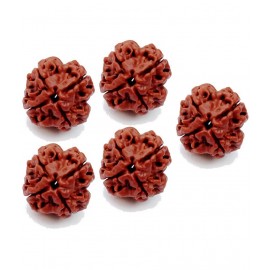 M.K.EXPORT Lab Certified 100% Natural 4 Mukhi Rudraksha Pack of 5Pcs char mukhi rudraksha