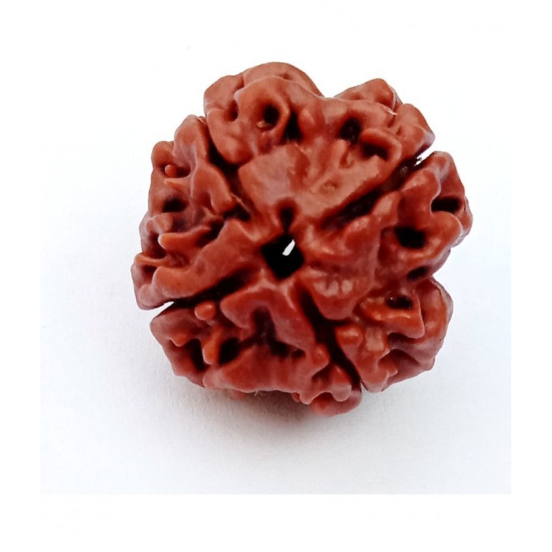 M.K.EXPORT Lab Certified orginel 4 mukhi Nepali rudraksha 4 face natural rudraksha beads for man and women