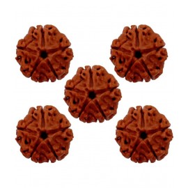 M.K.EXPORT Lab certified 5 face 5 mukhi Rudraksha 5 Pcs Almighty Genuine Nepali Rudraksha