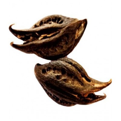 M.K.EXPORT Natural 21 pieces Sacred Bat Head Root Seeds Black  - Baghnokhi - Wood Devil - Evil Pods