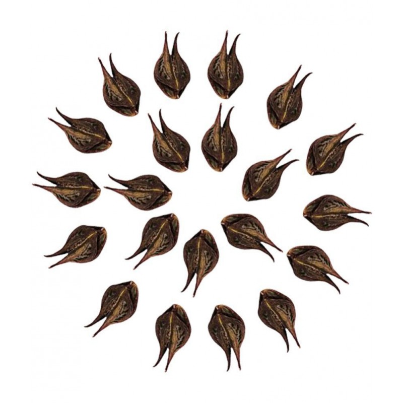 M.K.EXPORT Natural 21 pieces Sacred Bat Head Root Seeds Black  - Baghnokhi - Wood Devil - Evil Pods