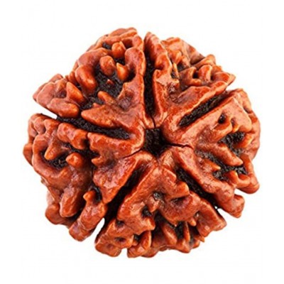 M.K.EXPORT Natural Lab Certified 5 Face Rudraksha Beads Original  5 Mukhi Rudraksha Beads Man and Women