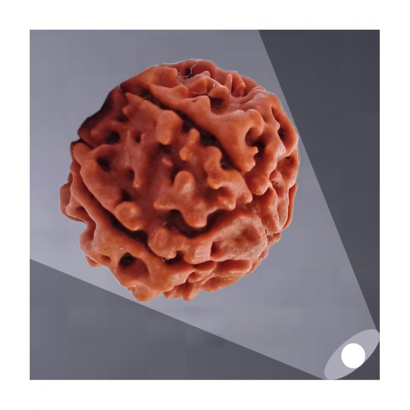 M.K.EXPORT Natural Lab Certified 5 Face Rudraksha Beads Original  5 Mukhi Rudraksha Beads Man and Women