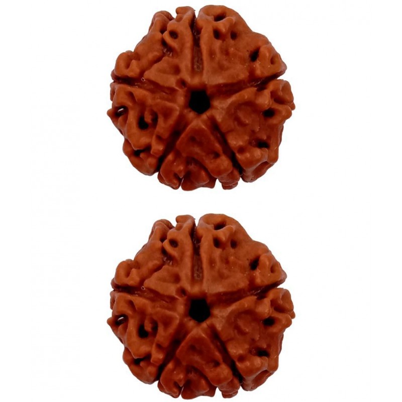 M.K.EXPORT Nepali Five Faced 5 Mukhi Rudraksha - 2Pcs Paanch Mukhi Rudraksha Brown Color Lab certified